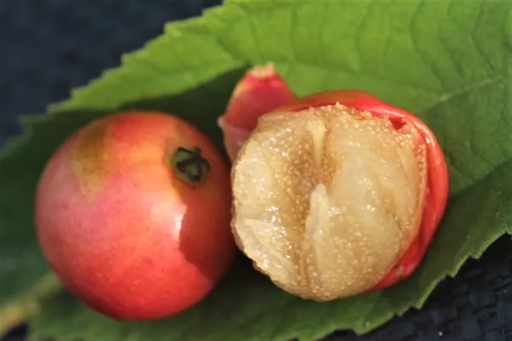 南美假櫻桃的漿果非常甜美，適合生吃，果皮輕輕撥就掉了。