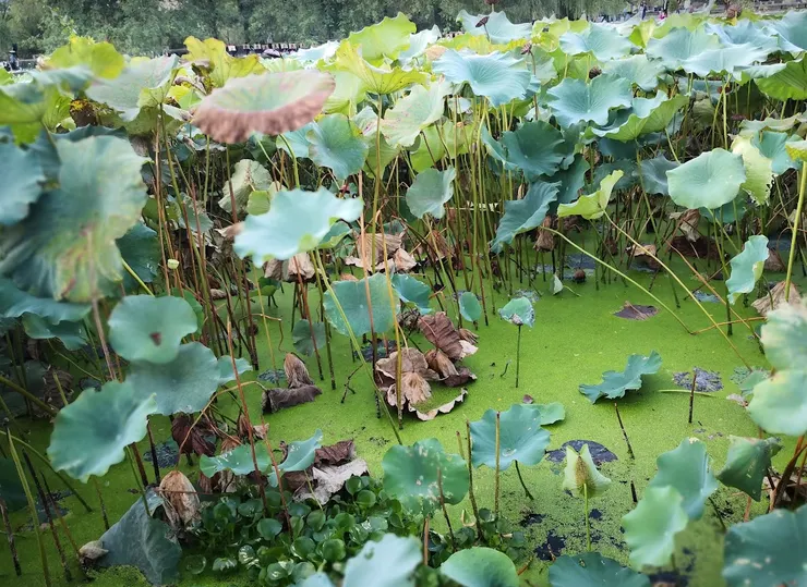 荷花有長長的藕莖（我們吃的蓮藕）