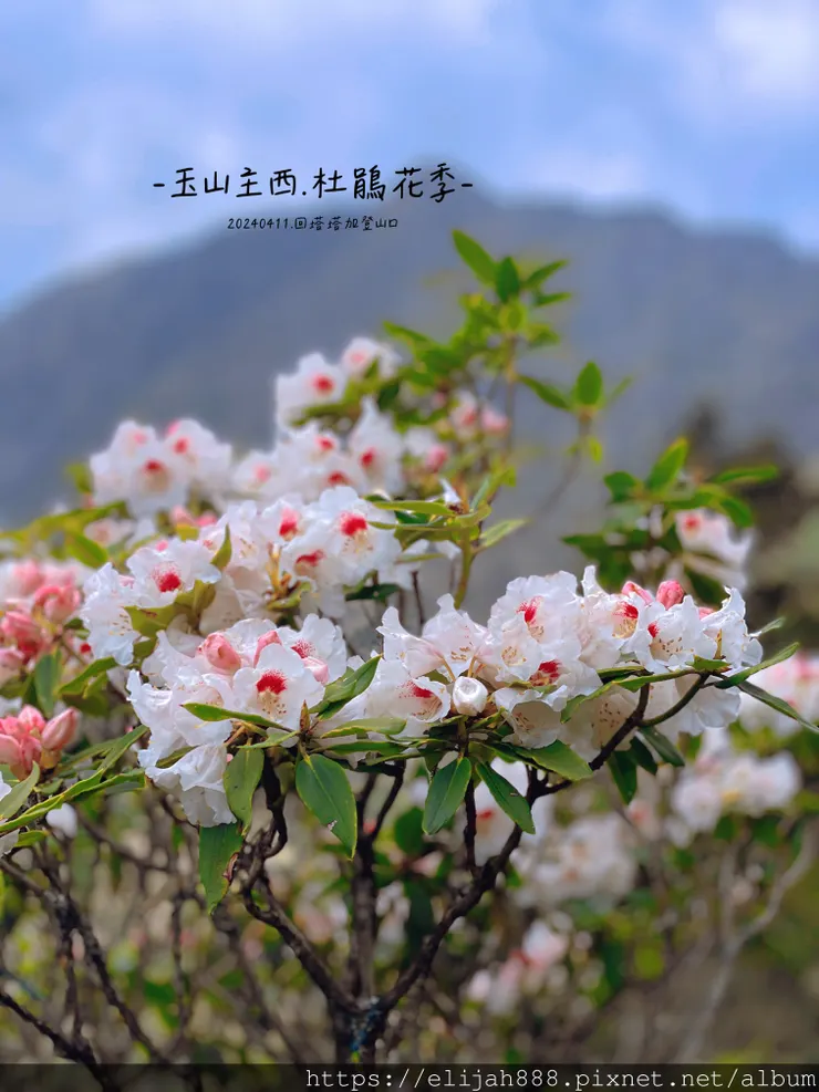 【玉山主峰西峰.兩天兩夜】冷到爆炸的玉山主峰賞雲海/一直走花