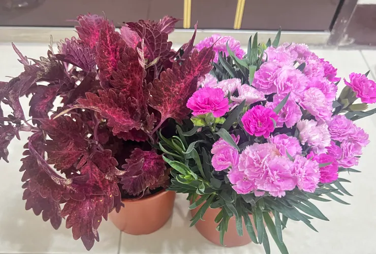 花市挑回來的植物。