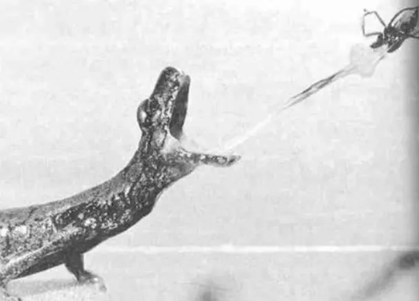 利用舌頭快速發射抓取獵物