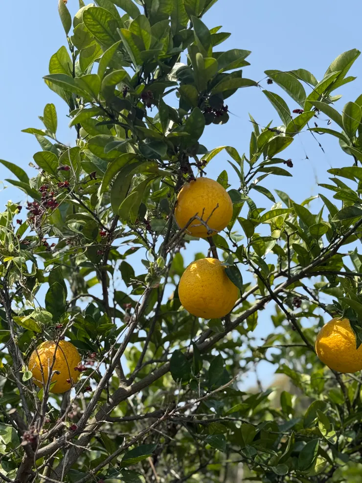 路邊的不知火柑