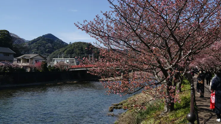 日本賞櫻祕境：河津櫻花隧道之旅之2025年3月10日河津站賞櫻