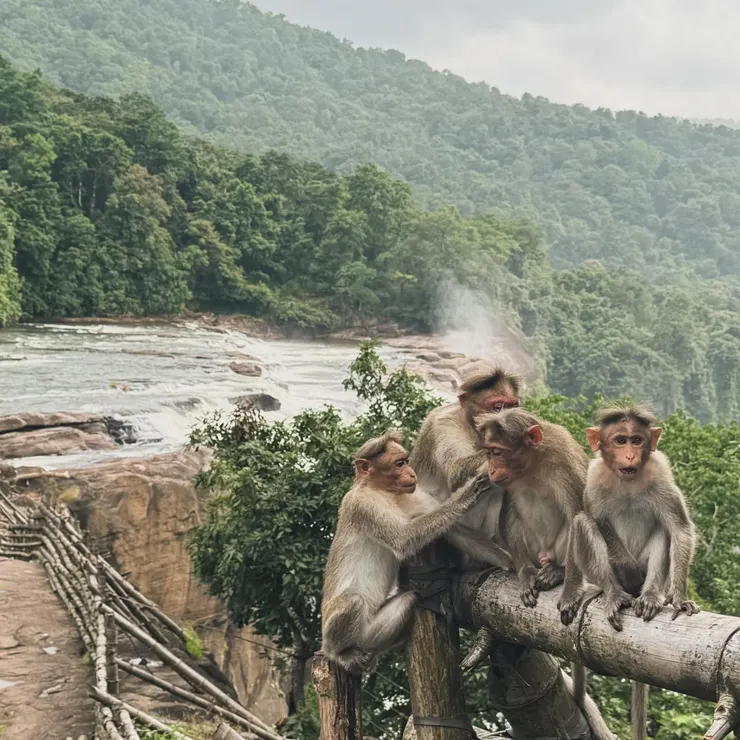 猴子與瀑布