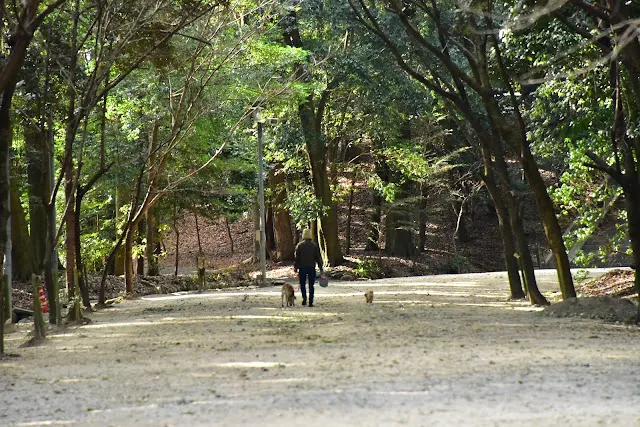 表參道沿途陽光灑落，為寒冷帶來一絲溫暖