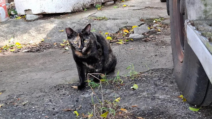 剪耳表示曾經被誘捕並且結紮。但是依然沒有遮風避雨的地方。