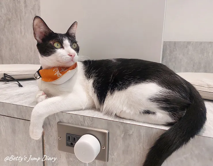 ▲踏踏咖啡-貓咪/圖片來源：Betty's Jump Diary