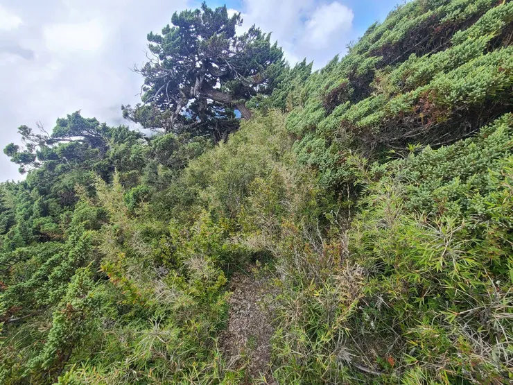 路在往回南峰正路的左側小箭竹叢