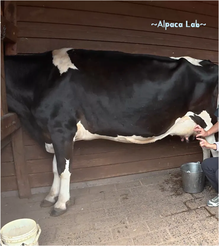 乳牛邊吃邊被擠牛奶,聽完解說就速速起身,希望乳牛可以吃飽