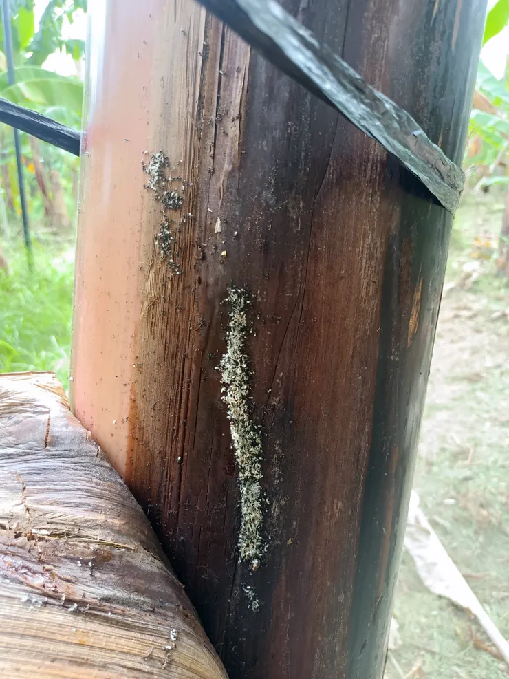 假莖裡的螞蟻窩