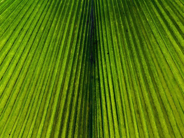 作者拍攝(換了個角度看樹葉)