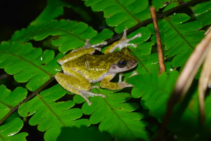 碧眼樹蛙 攝/林毓恩