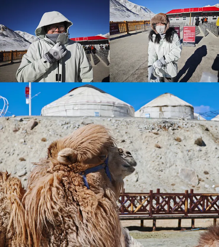 驕傲的駱駝:「我有毛和脂肪,不怕!」(看更多照片請追縱我的IG @richangphoto1109)