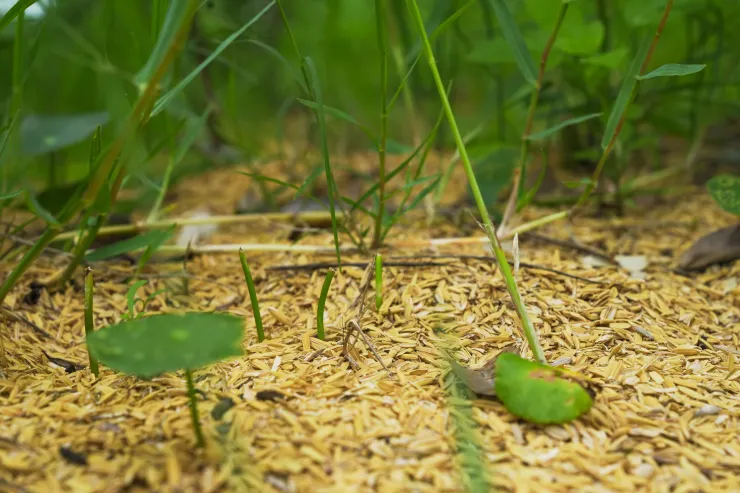 大斗笠農田裡，地上可見滿滿的粗糠，以最自然的方式產生遮光效果，抑制雜草生長。