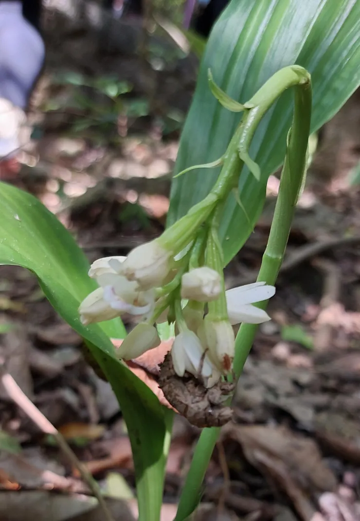昆蟲停留在垂頭的花朵上，授粉進行中。