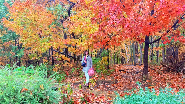 季節限定的楓紅