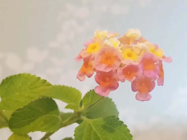 明明是平凡常見,不若蘭花高單價,但是,百看不膩,近看令人感嘆大自然的生命力!這種水彩般幻彩色系人工調不出來!