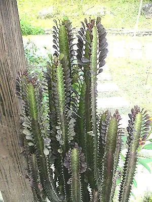 src