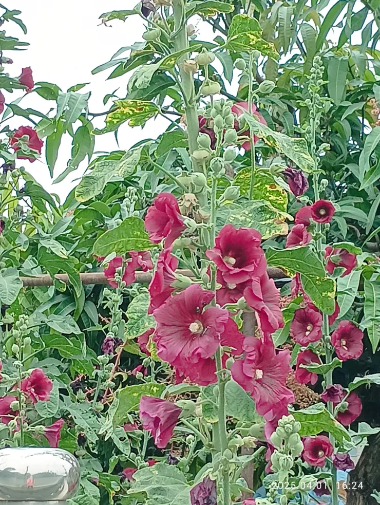 蜀葵（一丈花,四方花，多名稱），自拍攝