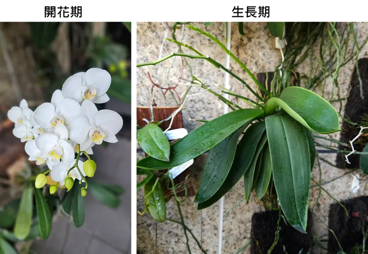 圖一、開花期: 抽花梗、開花；生長期: 長根長葉。