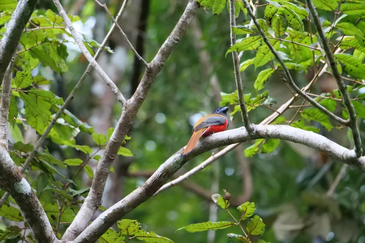 再次遇上紅肚子 Malabar Trogon