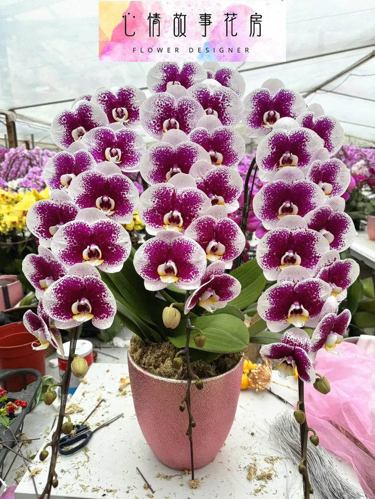 台南心情故事花房｜長花梗高級蘭花正式進軍送禮市場，為高級場所與尊貴人士打造專屬花藝禮品