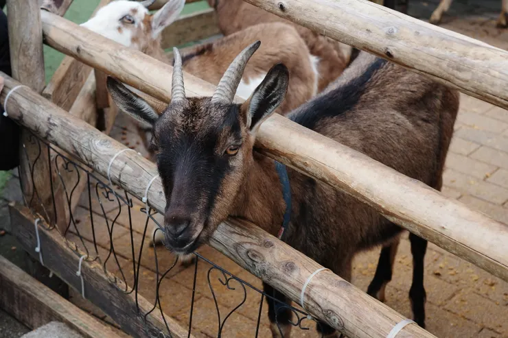 還有可愛小動物可以餵養