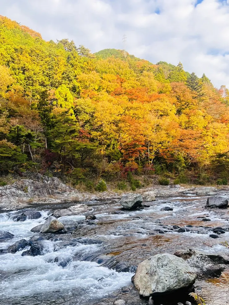 秋天黃葉+暖陽一片金黃色,超級漂亮