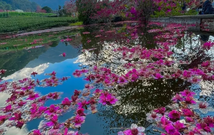 南投玉山腳下的高山茶園裡，櫻花與李花次第綻放，與綠意茶田相映成趣