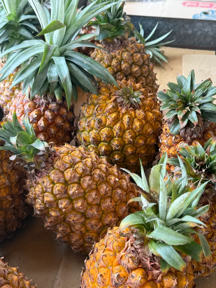 2025/09/10 詭異的鳳梨