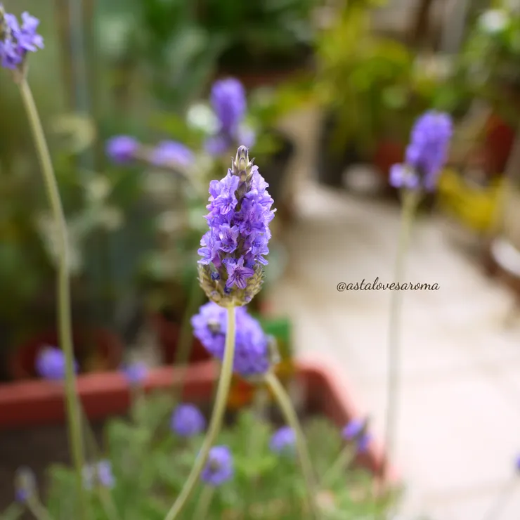  家裡多年前養的羽葉薰衣草