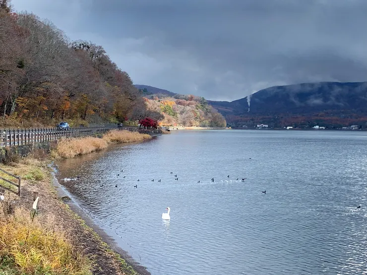 PH 攝於山中湖親水公園,2024 / 11 / 21。