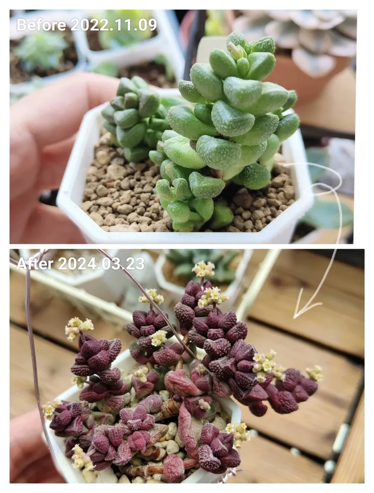 綠精靈的前後差異很大，咱們看圖說故事