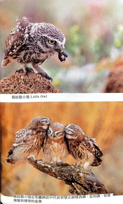 翻攝自本書第59頁