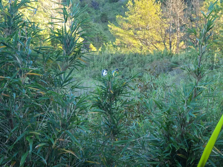 邊煮早餐，邊和從對向而來的山友打招呼