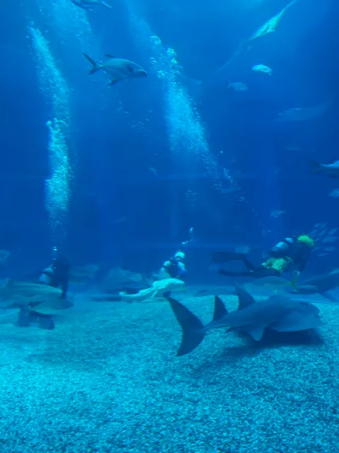 鯨鯊,photo by bookarchery