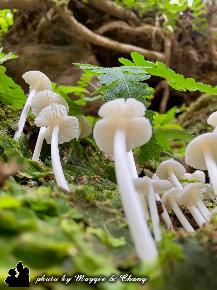 沿著步道漫步時，意外發現幾株白色可愛小菇靜靜地生長在落葉與蕨類間，細小圓潤的帽子彷彿森林裡的精靈。這樣的小發現讓散步過程充滿驚喜，也更貼近森林的生命力。