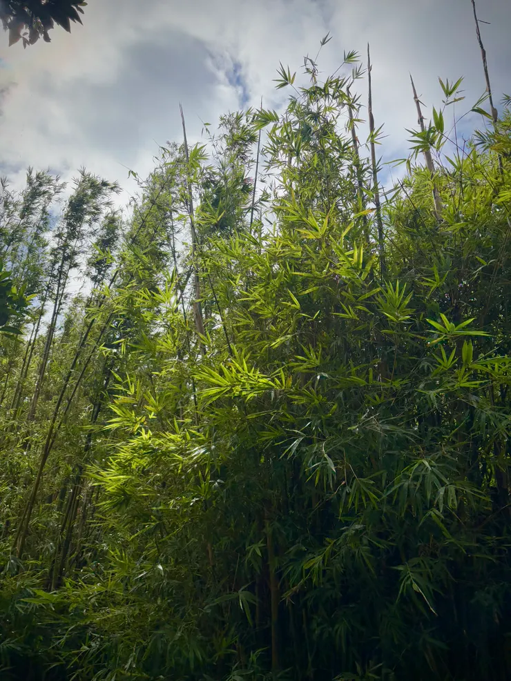 觀音山產竹筍，沿途都是竹林