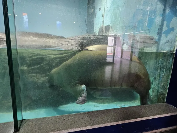 577的原型的海象，一直在精準地掏餵食口的魚肉