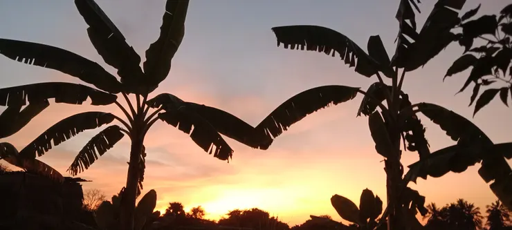 教會院落香蕉树