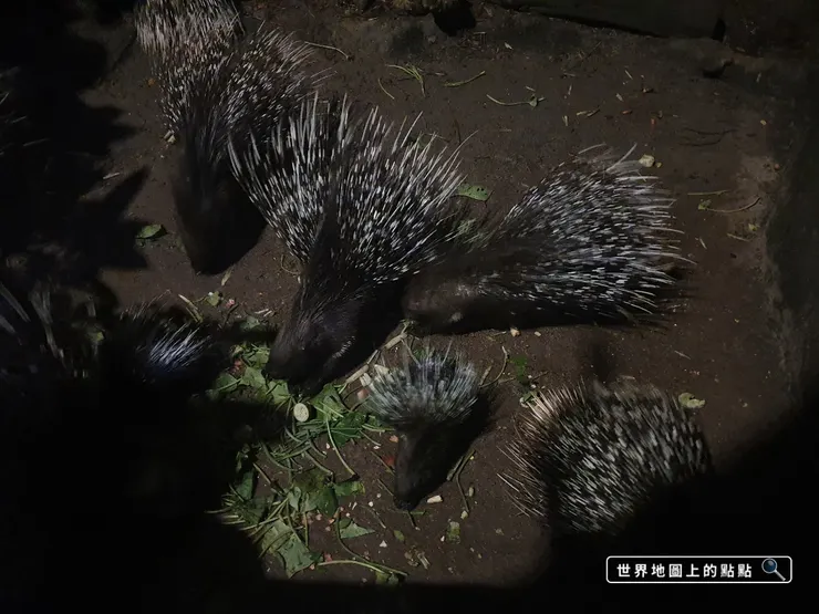 徒步小徑可以近距離觀賞夜間動物