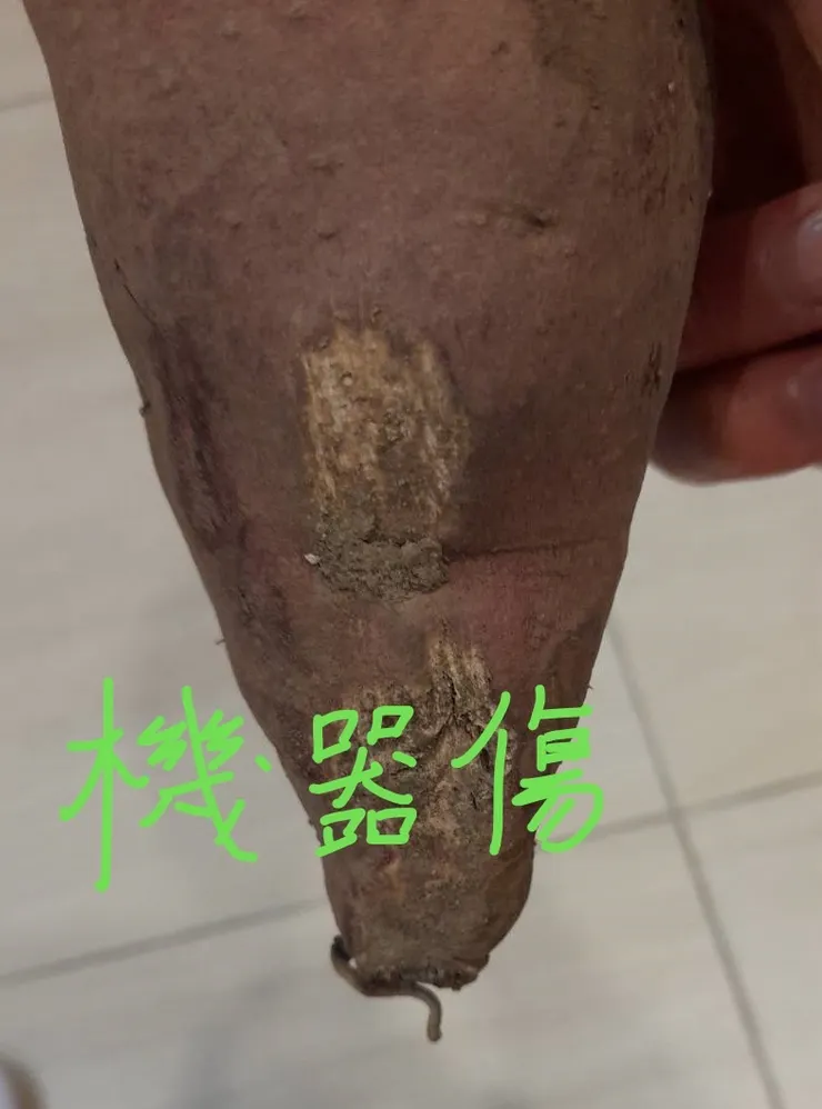 正常地瓜-機器採收損傷