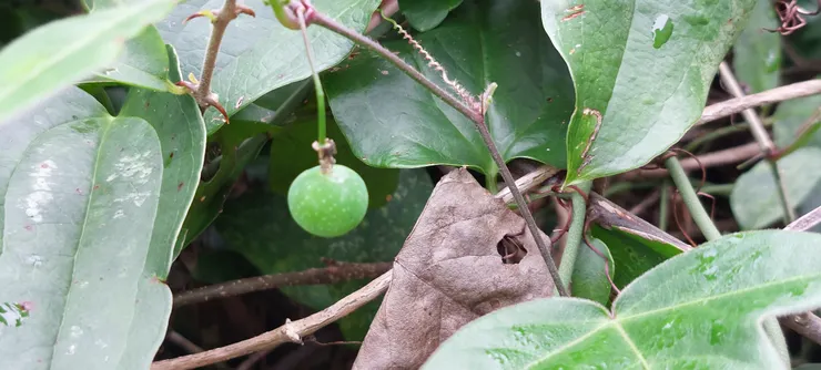 三角葉西番蓮結的小果實，似小小的野百香果