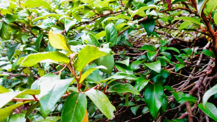 愛玉~母株(圓果)