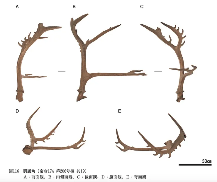 正倉院收藏的「馴鹿角」。