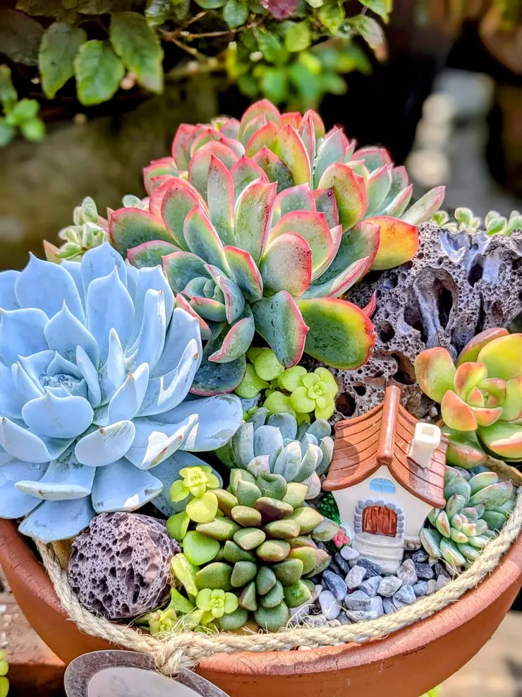 媽媽多肉花園,多肉多種組盤,出自媽媽構想💖