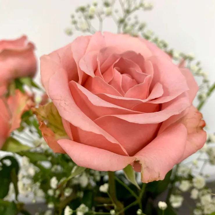 風口浪尖的形狀,是花瓣最後的記憶。