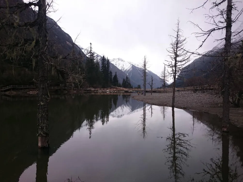 御前一品帶貓四位