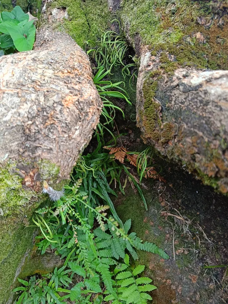 老麵包樹跟旁的小植物-2
