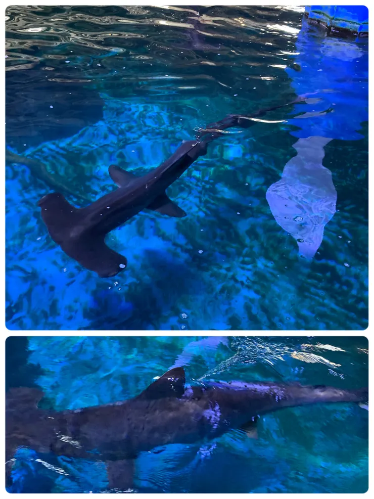 近距離看鯊魚覺得有點怕怕的